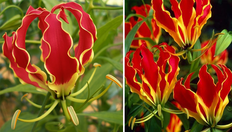 Best Flowers To Keep Bugs Away - Want a Pest-Free Garden? Grow These Plants That Repel Bugs