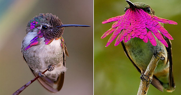 10 Vivid Hummingbird Close-Ups Reveal Their Incredible Beauty