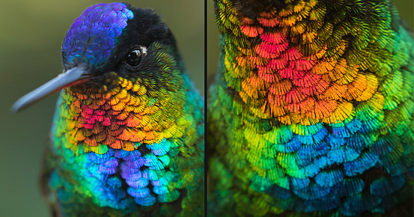 A Spectacular Close-Up View Of A Fiery-Throated Hummingbird
