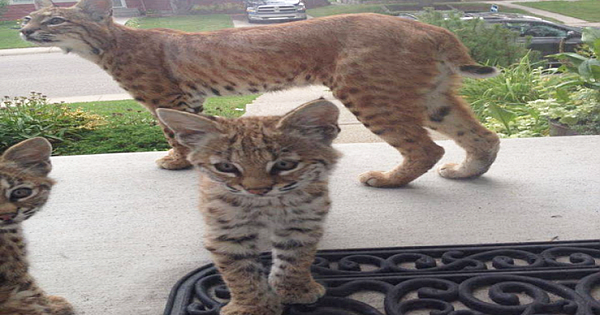 Adorable Baby Bobcats Make Surprise Visit To Calgary Home