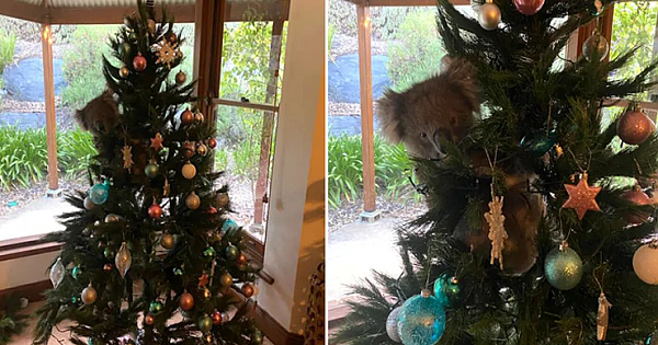 Adorable Moment Sneaky Koala Found Hiding In Australian Family's Tree: 'A True Aussie Christmas'