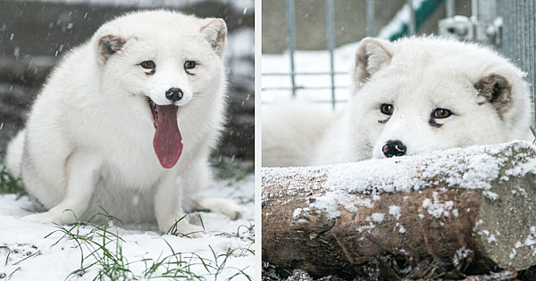 After Rescued From A Fur Farm, Snow Fox Reacted To Snow For The First Time In His Life
