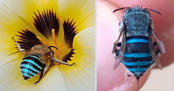 Amazing Blue Australian Bees Go Viral. Have You Seen One?
