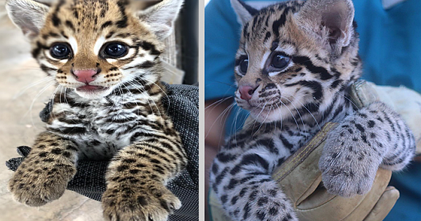 Cincinnati And El Paso Zoos Welcome 3 Endangered Ocelot Kittens Born After Using Frozen Semen
