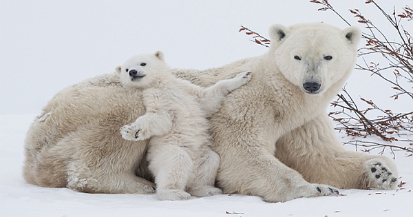 Court Rejects U.S. Government's Arctic Drilling Proposal In 'Huge Victory For Polar Bears