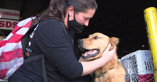 Dogs Rescued From Meat Market In China Now Call South Florida Home