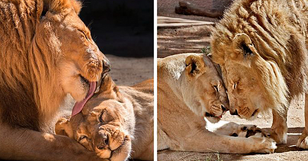 Elderly Lion Couple That Were Soulmates Are Put To Sleep At The Same Time So Neither Has To Live Alone