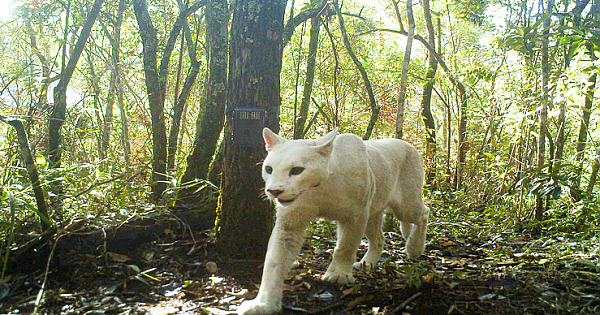 Extremely Rare White Cougar Highlights A Quirk Of The Species