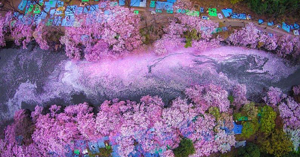 Fallen Cherry Blossom Petals Fill A Lake In Japan And Create A Naturally Magical Scene