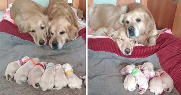 Golden Retriever Parents Adorably Watch Over Their Newborn Puppies In Heartwarming (Video)