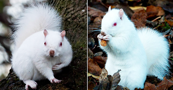Man Captures Photos Of One Of Country's 50 Rare Albino Squirrels