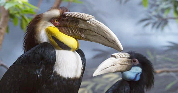 Man Proudly Kills Endangered Hornbill And Shows Off Online, Now Faces 5 Years In Jail