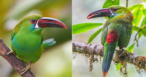 Meet The Beautiful Crimson-Rumped Toucanet