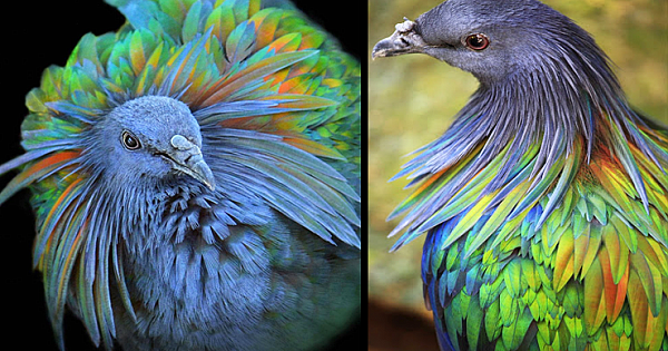Meet The Stunning Nicobar Pigeon Who Is The Closest Living Relative To The Dodo