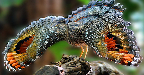 Meet The Sunbittern (Eurypyga Helias), The Bird With Beautiful Color (10 Photos)