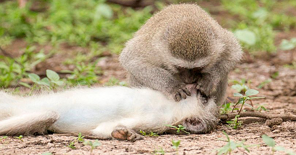 Monkey 'Gives Pal Mouth-To-Mouth' Like Human After She 'Collapses To Ground'