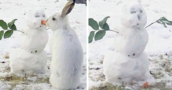 Over 64K People On YouTube Can't Get Enough Of This Video Capturing A Bunny Chomping A Snowman's Carrot Nose