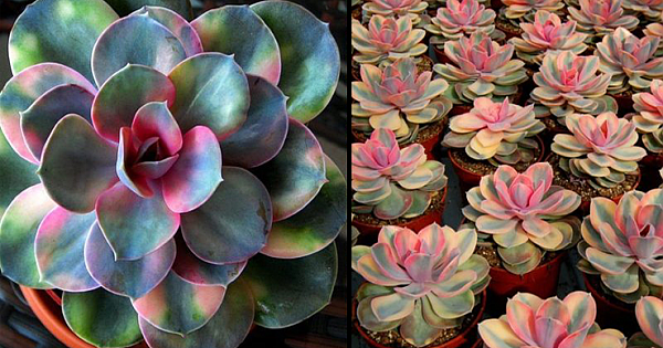 Rainbow Succulents Bring A Magical Burst Of Colour To Your Garden