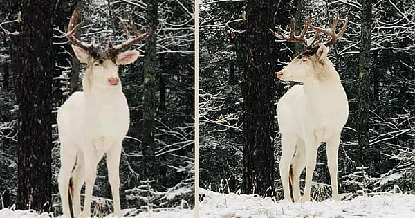 Rare Albino Buck Spotted In Northern Wisconsin