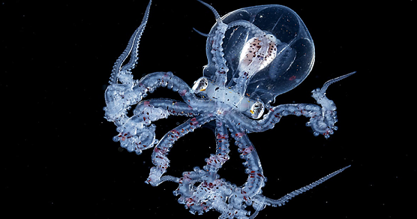 Rare Octopus With Transparent Head Caught By Blackwater Photographer