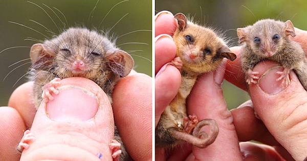 Rare Pygmy Possums Just Got Rediscovered After Fears That Bushfires Wiped Them Out