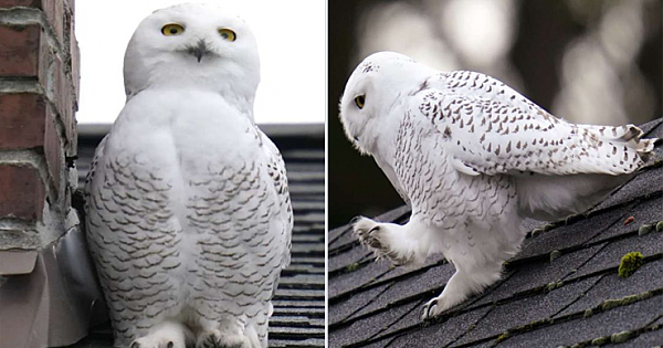 Rare Snowy Owl Perches On Rooftop In Queen Anne, Seattle