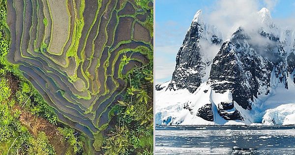 Secret 90-Million-Year-Old Fossilized Rainforest Discovered Under Antarctic Ice