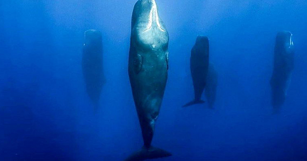 Sleeping Whales: Photographer Reveals What Whales Look Like When They Snooze