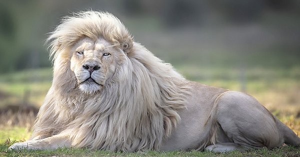 Stunning Lion Clearly Takes Pride In His Locks As He Shows Off Beautiful Hair