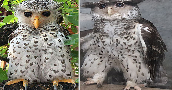 The Spot-Bellied Eagle Owl Known As The Devil Bird Of Sri Lanka, With Hearts In Its Feathers