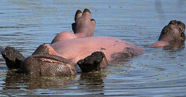 The Sun-Loving Wild Hippo Floats On Its Back As It Relaxes In South Africa