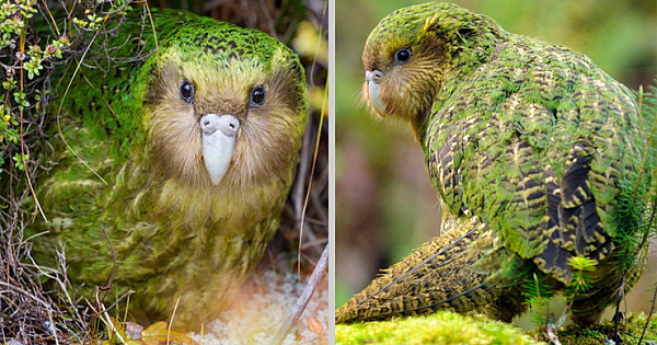 The World's Fattest Parrot, Kākāpō, Named New Zealand's Bird Of The Year For 2020