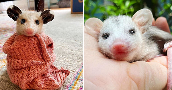These 17 Cute Rescued Opossums Photos May Change Your Mind On Them Being 'Scary Pests'
