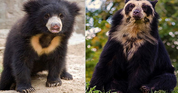 These 8 Bears Types Are Very Different From What You Know