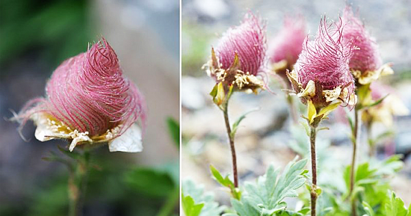 These Unique Roses Look Like Candy Floss