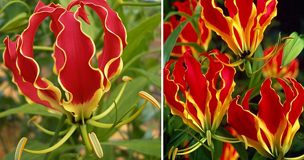 This Flower Looks Just Like A Tower Of Flames When It Blooms, And We've Never Seen Anything Like It Before
