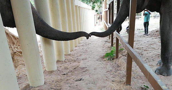 World's Loneliest Elephant' Kavaan Finally Reaches New Home, Gets Hugs From Cher And New Pachyderm Pal