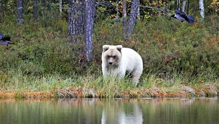 White Bear Photographed