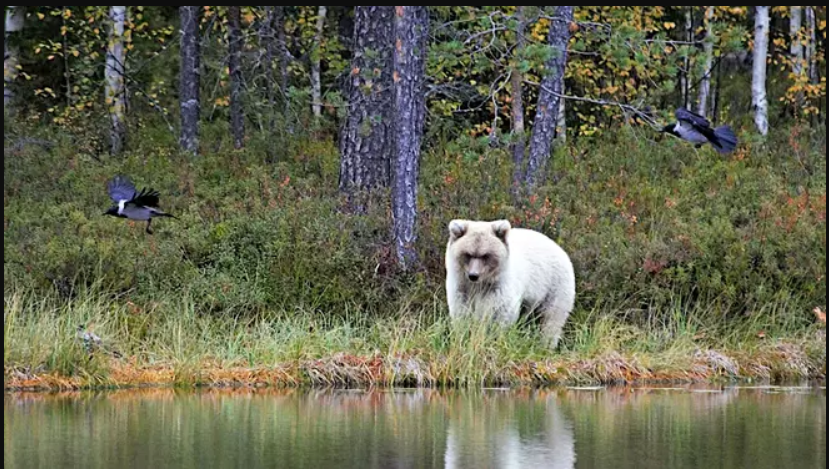 A Very Rare White Bear Caught On Camera By Natural Resources Center Professor