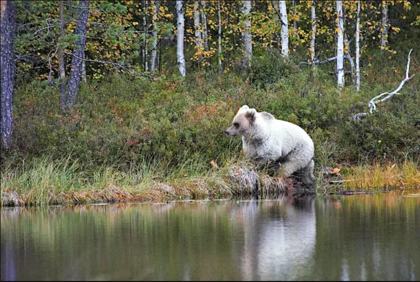 White Bear Photographed On River Bank