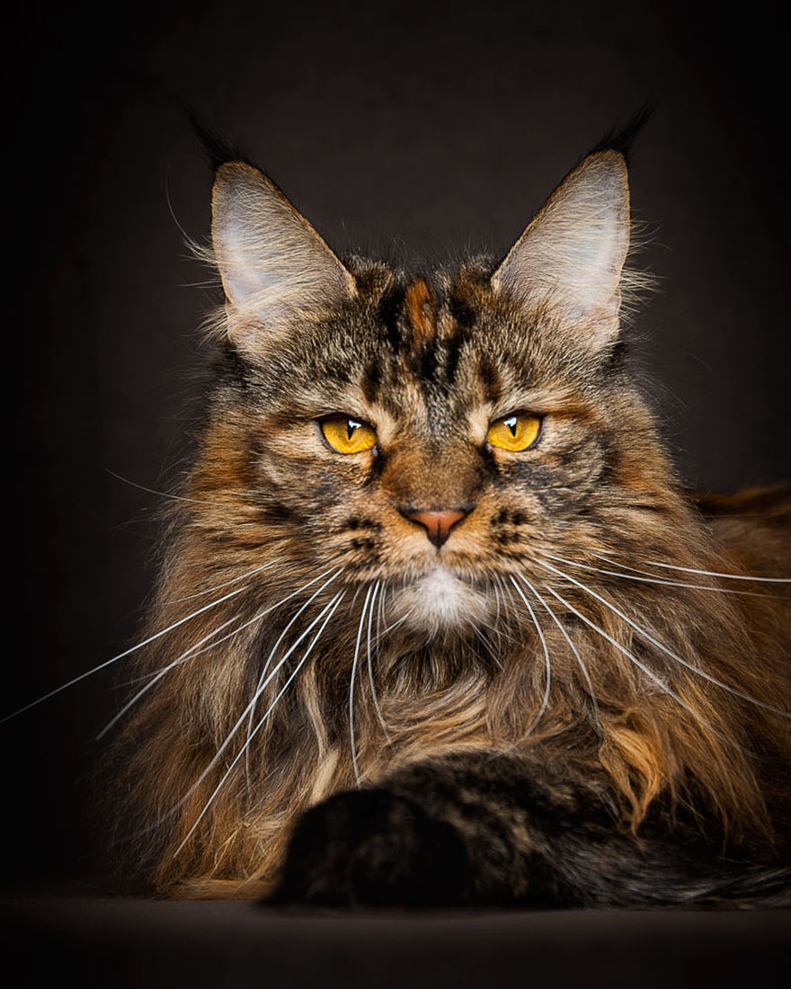 18 Perfect Photographs Of Maine Coons, The Largest Domesticated Cats In