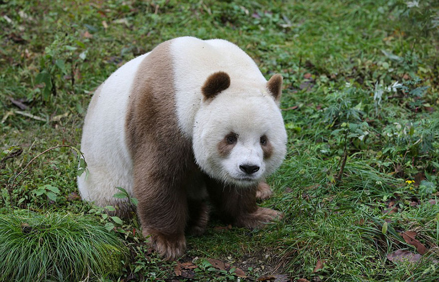 The World's Only Brown Panda Who Was Abandoned As A Baby, Finally Finds Happiness