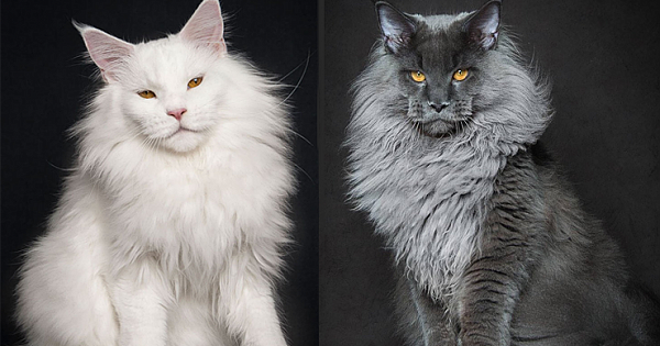 18 Perfect Photographs Of Maine Coons, The Largest Domesticated Cats In The World