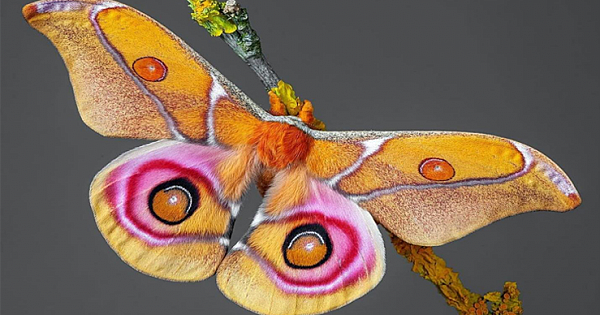 8 Mesmerizing Facts About Marvellous Madagascar Bullseye Moth (Antherina suraka-VIDEO)