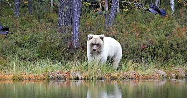 A Very Rare White Bear Caught On Camera By Natural Resources Center Professor