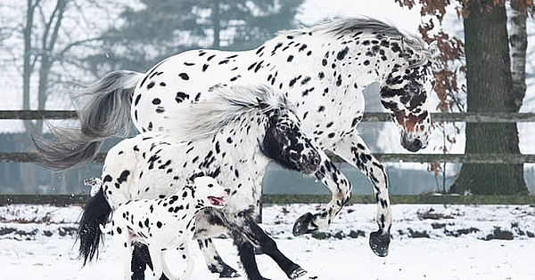 Adorable Trio Of Identical Black Spotted Horse, Pony And Dog show What Real Friendship Looks Like