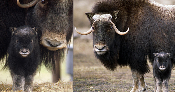 After Surviving Two Ice Ages, The Muskox is Bouncing Back From Near Extinction