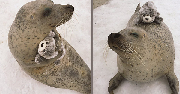 An Earless Seal Can't Stop Hugging A Stuffed "Mini-Me" Toy That Looks The Same