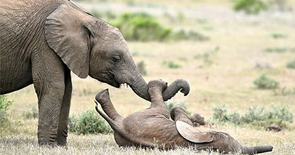 Baby Elephant Rolling On The Floor With Laughter As His Big Brother Tickles His Belly