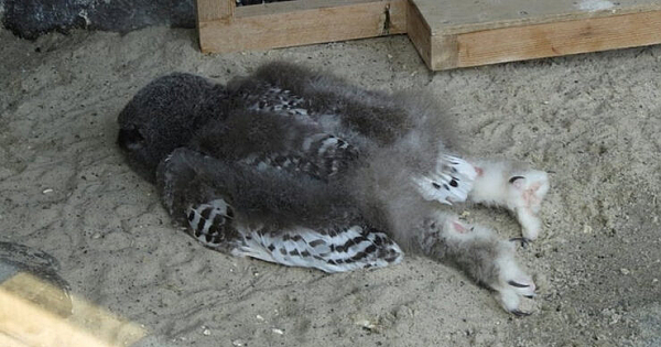 Baby Owls Nap Facing Downwards Because Their Heads Are Too Heavy